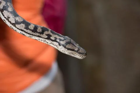 Python snake portrait while hanging from man 写真素材