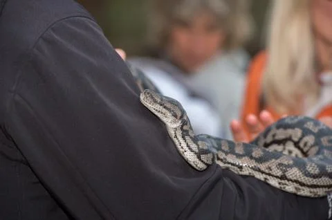 Python snake portrait while hanging from man Foto stock