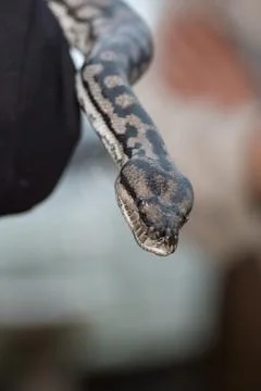 Python snake portrait while hanging from man Stock Photos