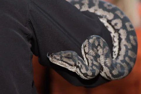 Python snake portrait while hanging from man Stock Photos