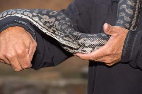 Python snake portrait while hanging from man Stock Photos