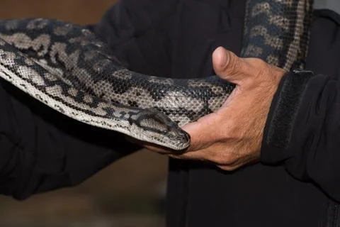 Python snake portrait while hanging from man Stock Photos