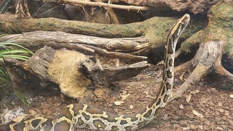 Python snake prepared to climb the tree Stock Footage 91847246