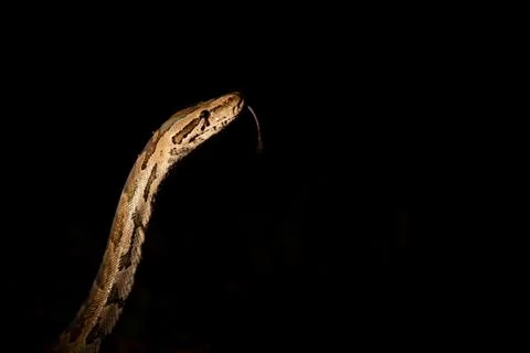 A python snake, Python sebae, rasies its head at night, lit up by spotlight,  Stock Photos