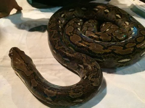 Python snake - Pythonidae Stock Photos