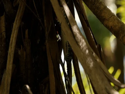 Python snake in rainforest fern tree - Diamond Python Vídeos de archivo 74178609