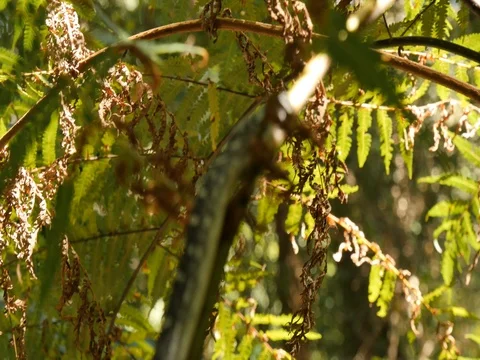 Python snake in rainforest fern tree - Diamond Python Stock Footage 74178983