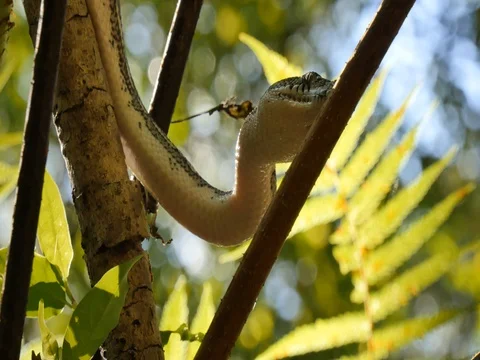 Python snake in rainforest fern tree - Diamond Python Vídeos de archivo 74179027