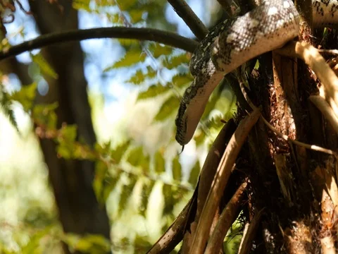 Python snake in rainforest fern tree - Diamond Python Video stock 74179494