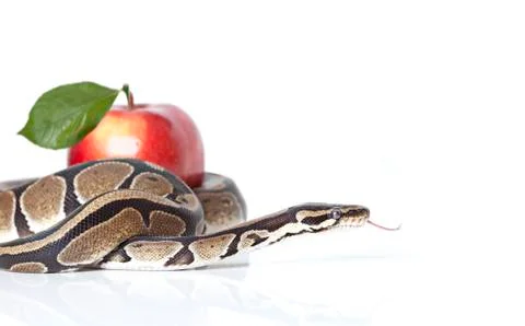 Python snake with red apple Foto stock