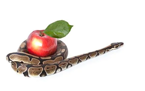 Python snake with red apple Stock-Fotos