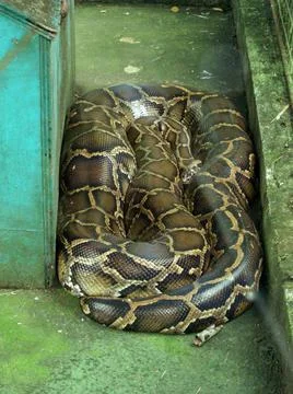 Python snake in a reptile farm on the Philippines January 18, 2012 Foto stock