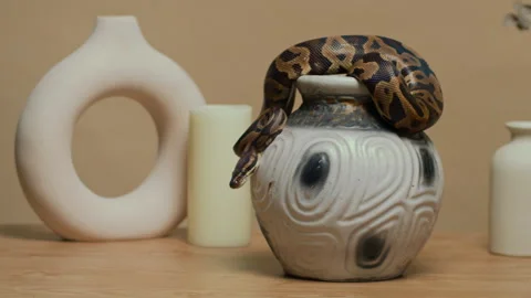 Python Snake Resting on Ceramic Vase in Minimalist Decor 스톡 동영상 302412235