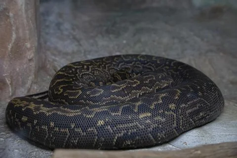 Python snake resting coiled up in habitat Foto stock