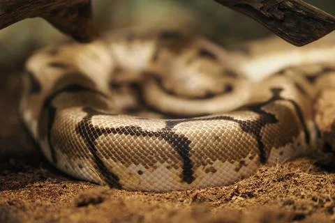 Python snake resting on the ground in a nature setting 库存照片