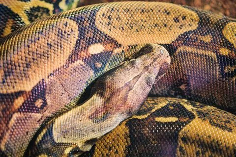 Python snake resting on a surface in a warm area 写真素材