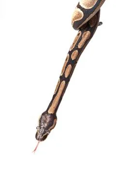 Python snake showing forked tongue Photos