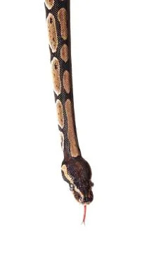 Python snake showing forked tongue Photos