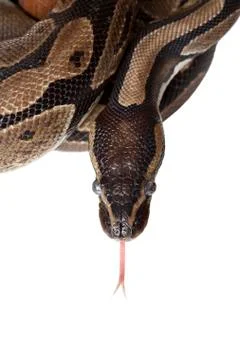Python snake showing forked tongue closeup Photos
