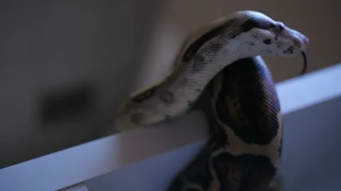 Python snake showing tongue Stockbeeldmateriaal 92338966