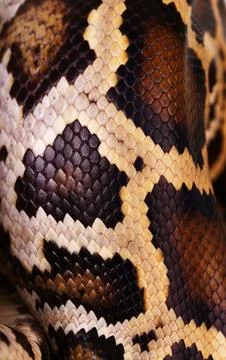 Python snake skin and scales pattern macro Stock Photos