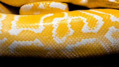 Python snake skin for background Stock-Fotos