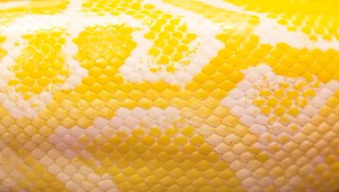Python snake skin for background Stock Photos