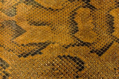 Python, snake skin background Photos