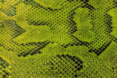 Python, snake skin background Photos