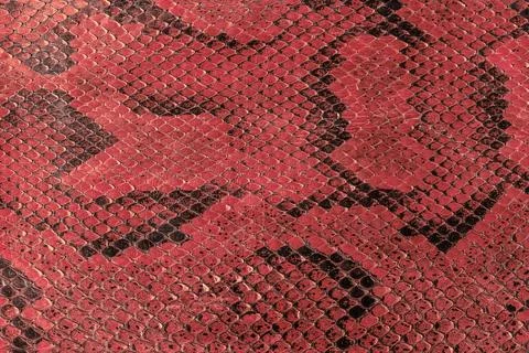 Python, snake skin background Photos