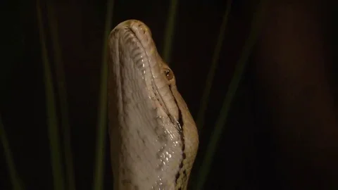 Python snake slow motion tongue Stock Footage 69154372