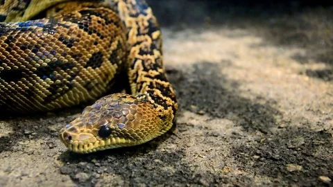 Python snake slowly turning his head against coiled body. Video stock 73103650