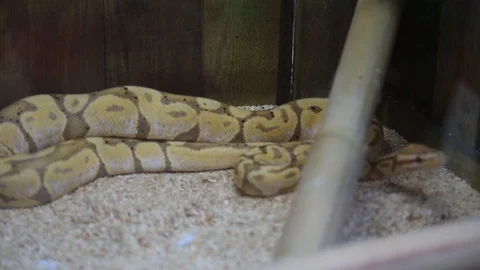 Python snake sold in market Guinea Africa Stock Footage 113989979