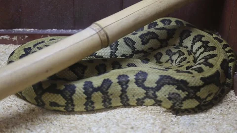 Python snake sold in market Guinea Africa 스톡 동영상 118471186