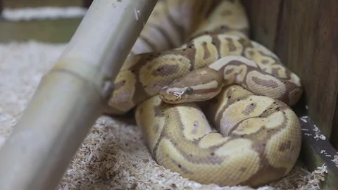 Python snake sold in market Guinea Africa 库存影片 118471442