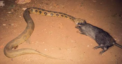 Python snake swallowing a brown rat, India, Goa Stockfoto's