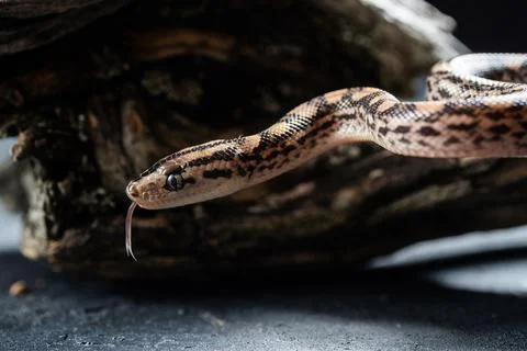 Python snake with the tongue out in studio Photos