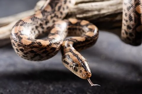 Python snake with the tongue out in studio 스톡 사진