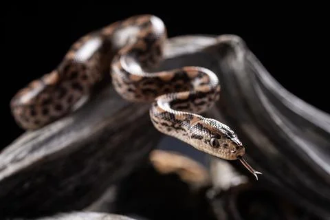 Python snake with the tongue out in studio Photos