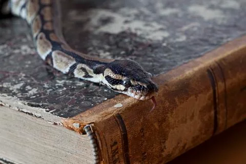 Python snake on vintage book 스톡 사진