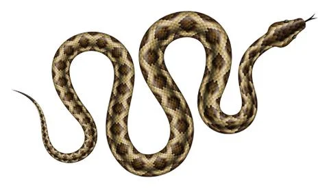 Python snake on white background realistic vector illustration Stock Illustration
