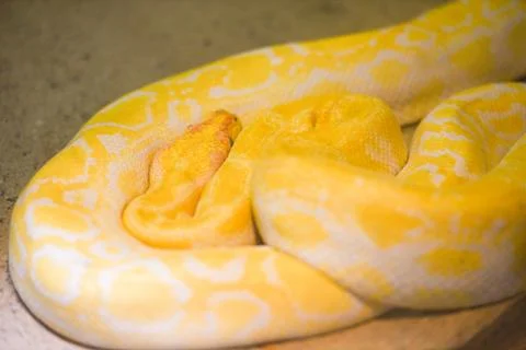 Python snake yellow lying on ground - Albino Burmese python Golden Foto stock