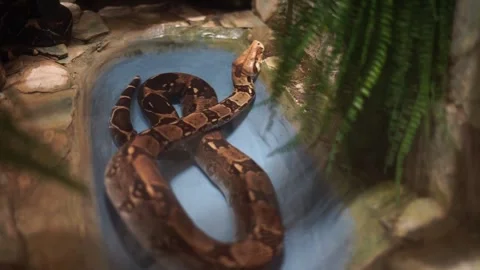 Python snake in the zoo 스톡 동영상 258988482
