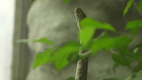 The Python Snake in the zoo. Stock Footage 329085981