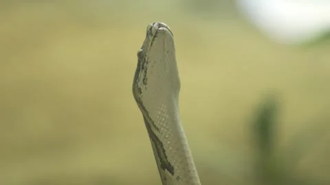 The Python Snake in the zoo. Stock Footage 329616420