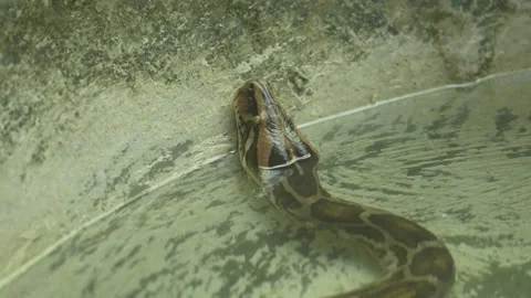 The Python Snake in the zoo. Stock Footage 329616492