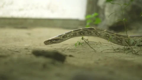 The Python Snake in the zoo. 库存影片 329616645