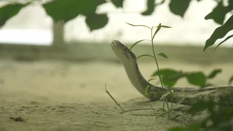 The Python Snake in the zoo. Stock Footage 329628823