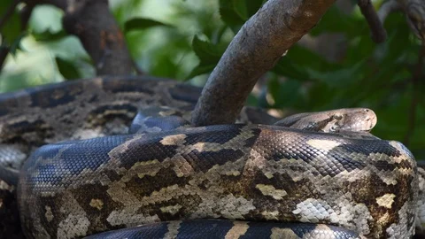 Python snakes on tree green big large rounded Vídeos de archivo 111040441