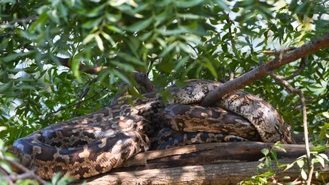 Python snakes on tree green big large rounded 스톡 동영상 111040557